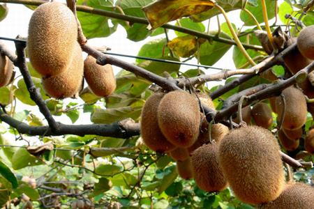 Xixia: home to kiwifruits