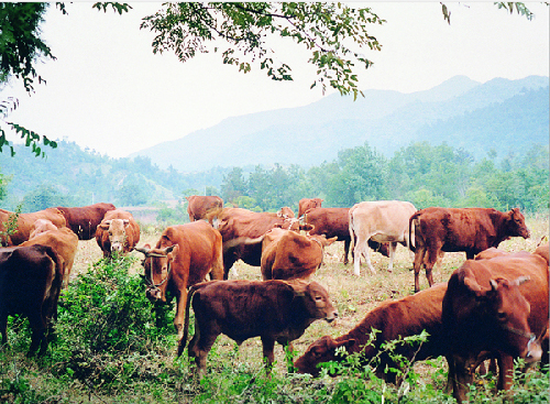 Nanyang yellow cattle