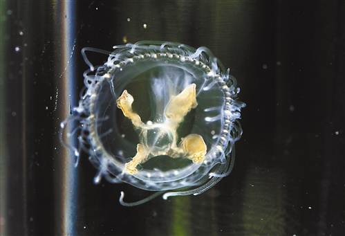 Rare jellyfish making an appearance in Nanyang
