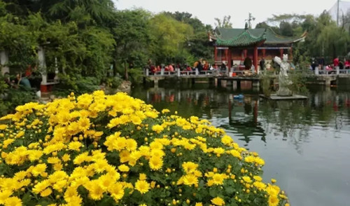 Nanyang enjoys autumn blossoms before winter's arrival
