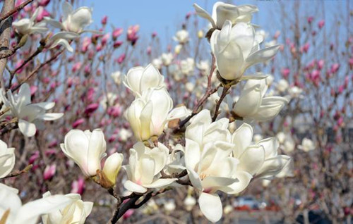 Nanzhao: a county of magnolia