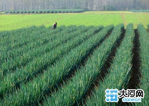 2016 brings bumper harvest to Nanyang