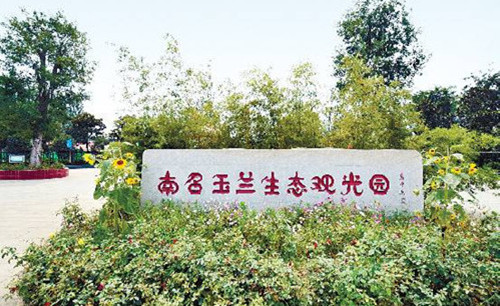 Nanzhao hosts magnolia festival