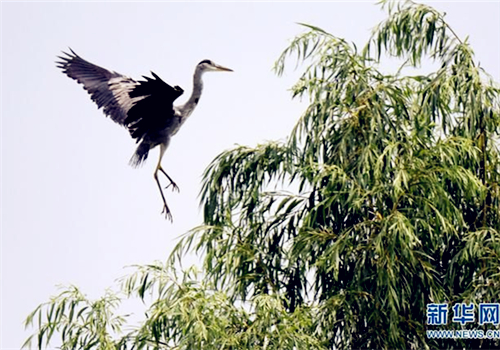 Nanyang sets wild herons free
