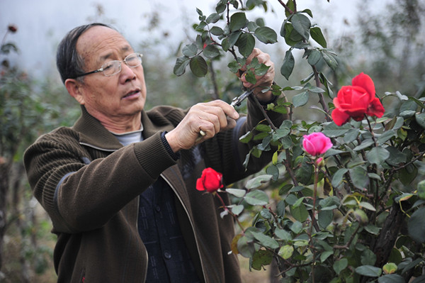 Nanyang makes progress on rose research