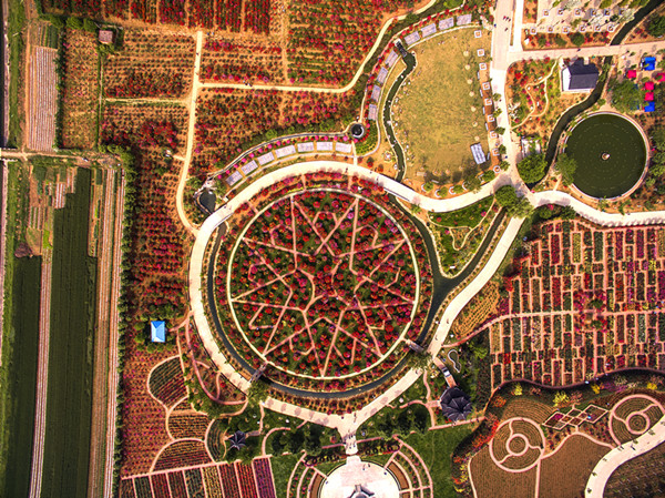 Nanyang, the rose garden of China