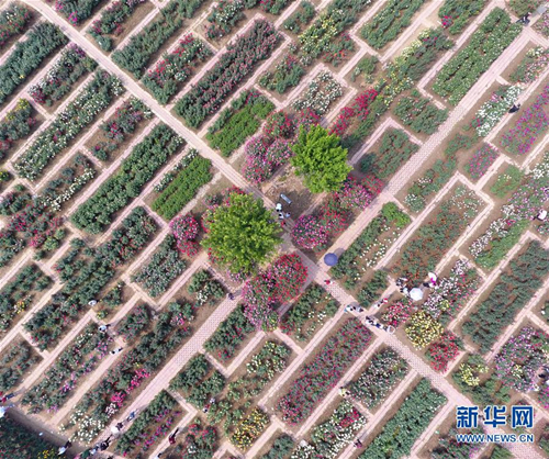 Stunning rose blossoms adorn China Rose Garden