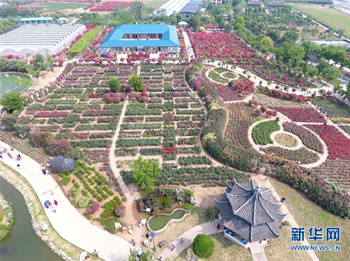 Stunning rose blossoms adorn China Rose Garden