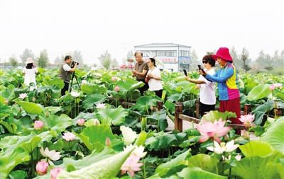 Blooming lotus graces Nanyang in summer