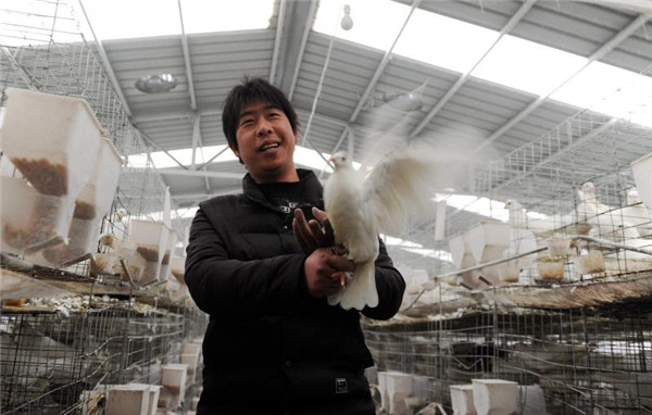 Pigeon-raising brings prosperity to Tanghe county