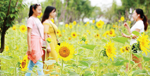 Sunflowers attract visitors to Baihe park