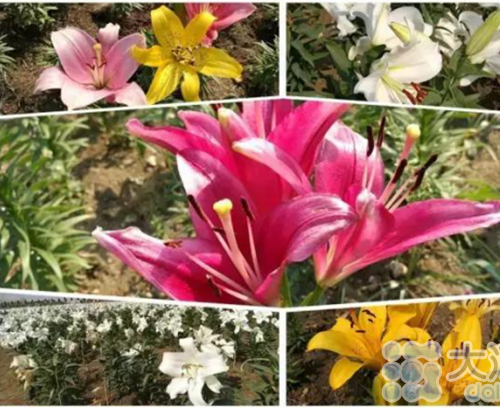 Flower show to celebrate National Day