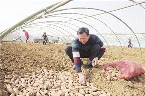 Nanyang agricultural products win national accreditation