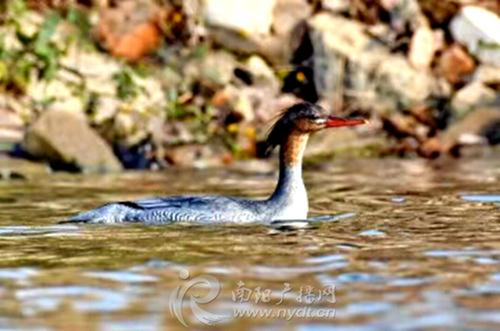 Chinese mergansers spotted in Nanyang