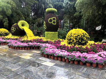 Nanyang holds the 5th Chrysanthemum Exhibition