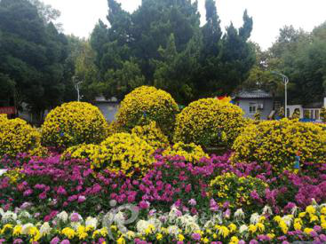 Nanyang holds the 5th Chrysanthemum Exhibition