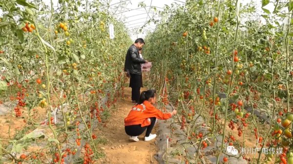 Xichuan planting industry ushers in harvest season