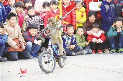 Spring Festival celebrations ignite across Nanyang
