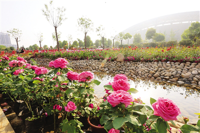 Ninth Chinese rose exhibition to open