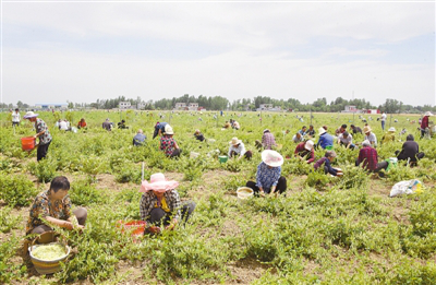 Nanyang herb-planting base wins a good harvest