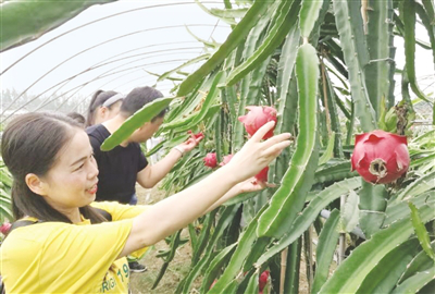 Take your kids to Nanyang to enjoy the rural scenery on the holiday