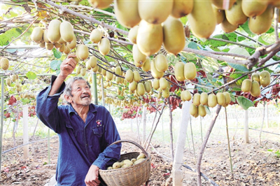 Nanyang reaps a good kiwifruit harvest