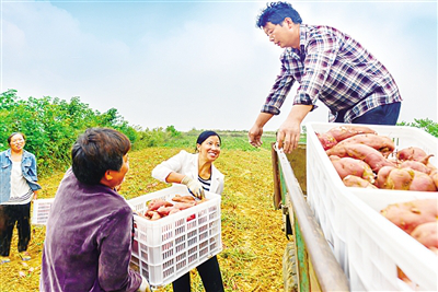 Nanyang sees a good harvest