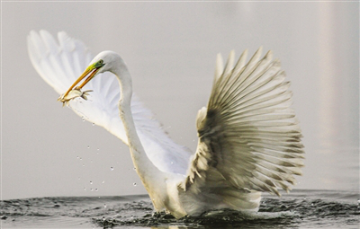 Migrating birds gather at Baihe Wetland